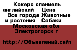 Кокерс спаниель английский  › Цена ­ 4 500 - Все города Животные и растения » Собаки   . Московская обл.,Электрогорск г.